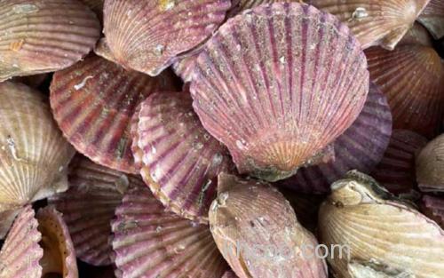 扇贝_0