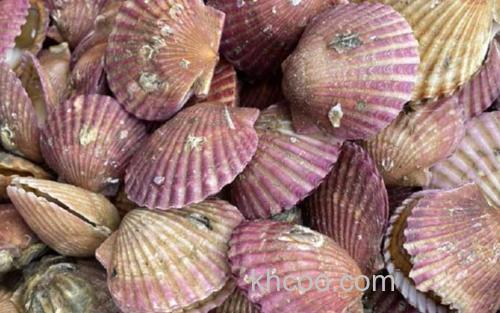 扇贝_2