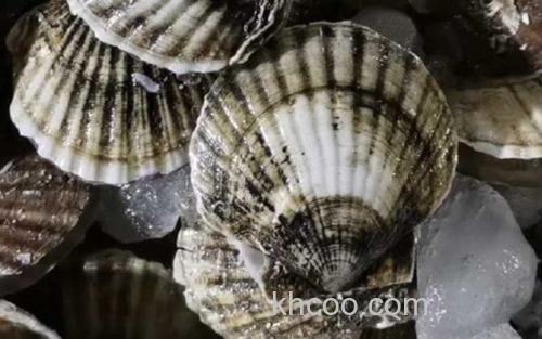 扇贝_1