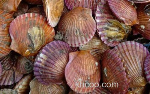 扇贝_2