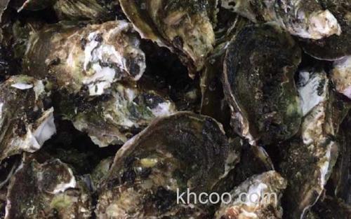 生蚝_2