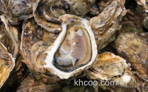 生蚝_1