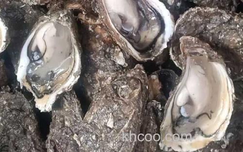 生蚝_1