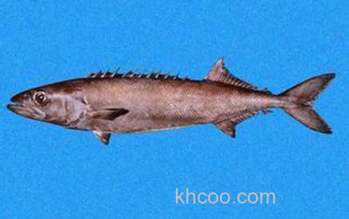 龙鳕鱼_1
