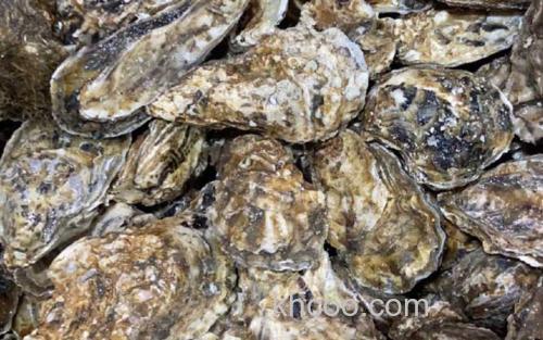 生蚝_2
