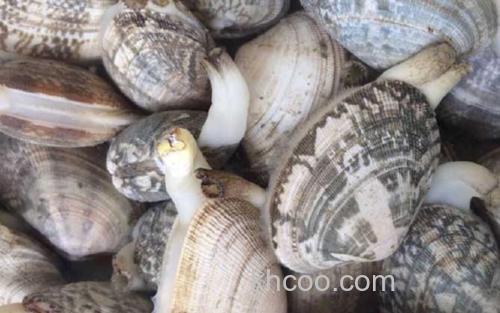 花蛤_3