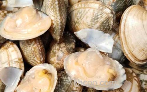 花蛤_0