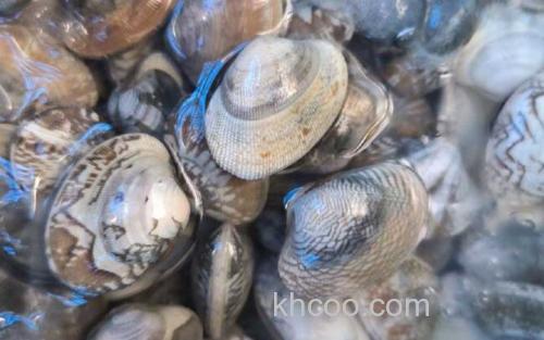 花蛤_1