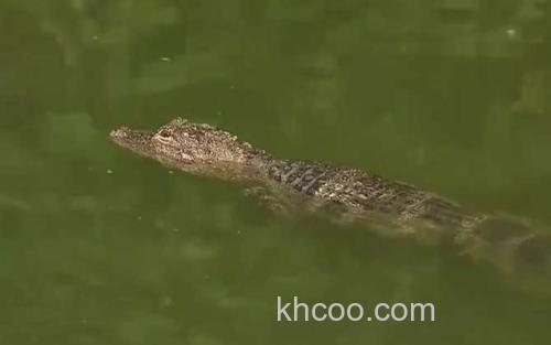 扬子鳄_3