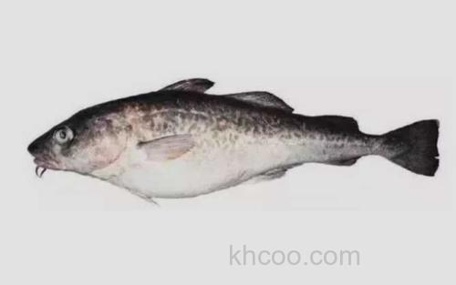 鳕鱼_0