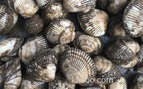 毛蚶_2