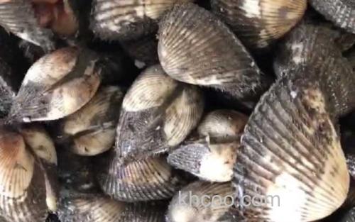 毛蚶_1