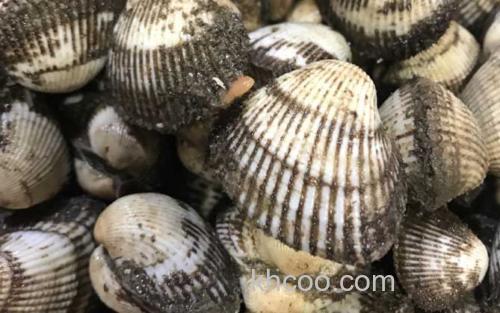 蚶_1