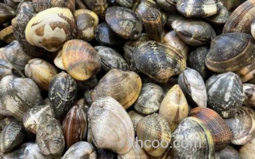 中国蛤蜊_2