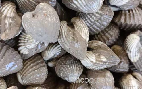 蚶子_2