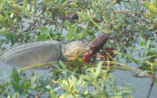 甲鱼_3