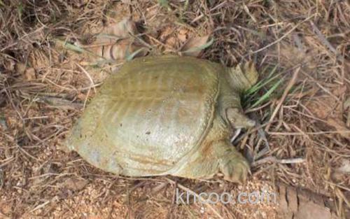 甲鱼_1