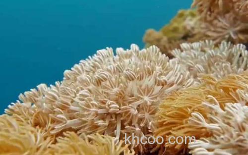 珊瑚虫_1