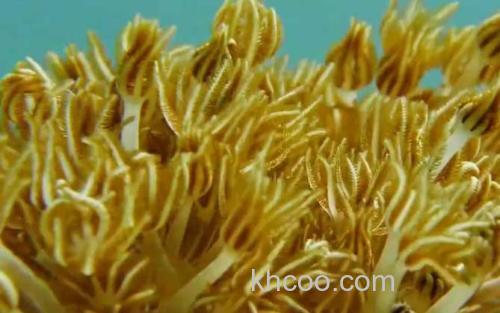 珊瑚虫_0