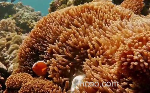 珊瑚虫_3
