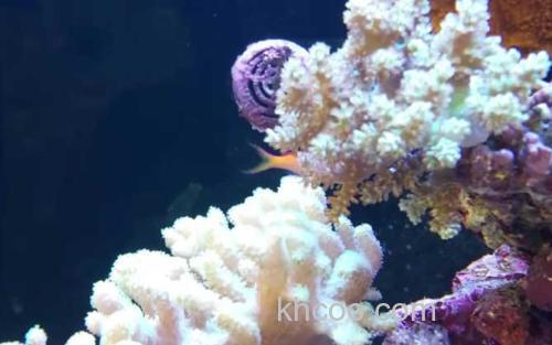 珊瑚_1
