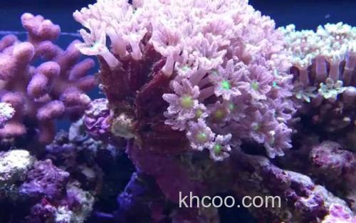 珊瑚_3