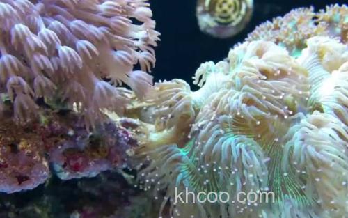 珊瑚_3