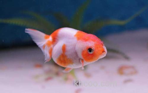 金鱼_1