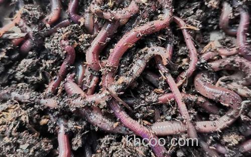 蚯蚓_0