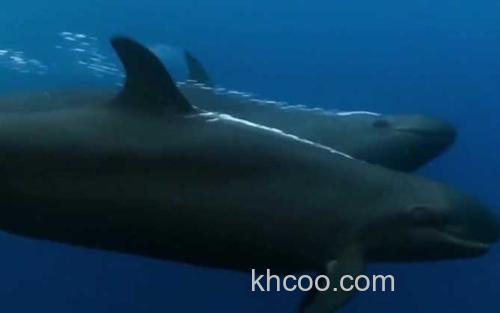 伪虎鲸_0