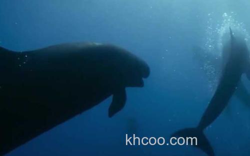 伪虎鲸_2