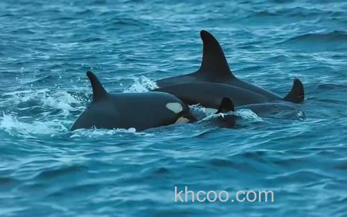 虎鲸_2