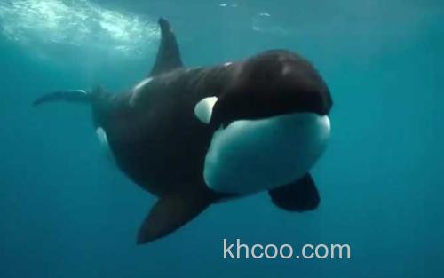 虎鲸_0