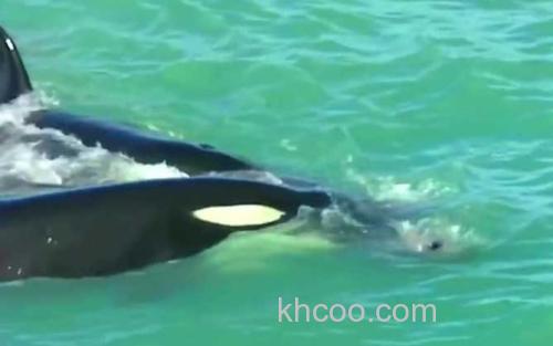 虎鲸_3