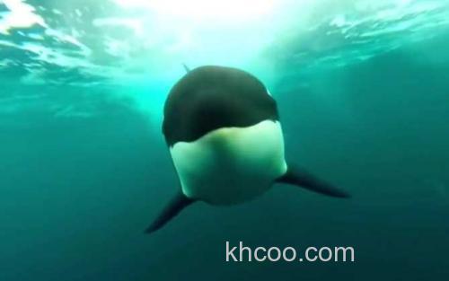 虎鲸_0
