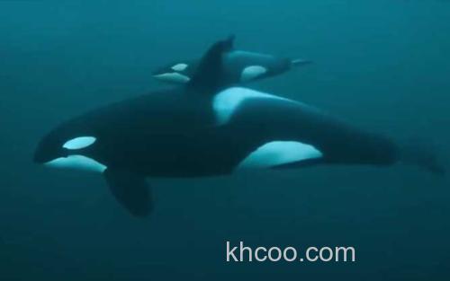 虎鲸_0