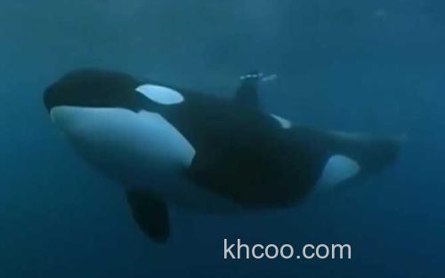 虎鲸_2