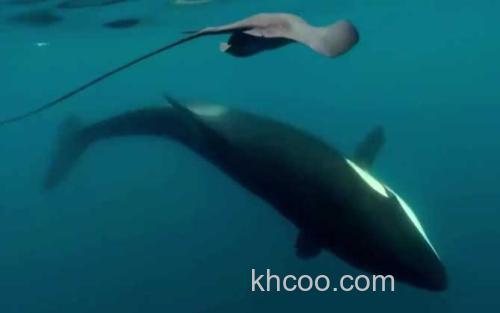 伪虎鲸_6