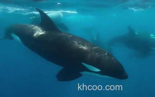 虎鲸_0