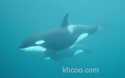 虎鲸_1