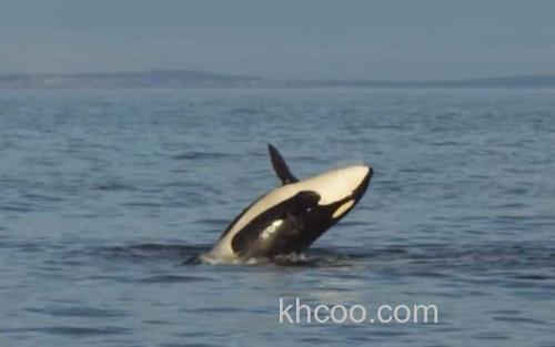 鲸鱼_0