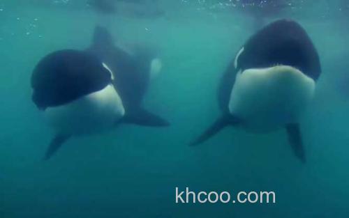 虎鲸_1