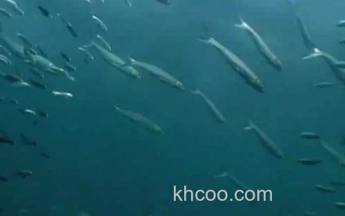 沙丁鱼_2
