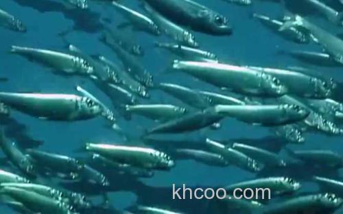 沙丁鱼_2