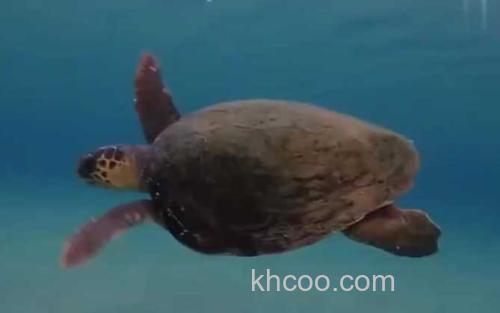海龟_0