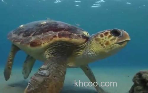 海龟_4