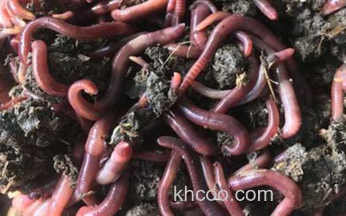 蚯蚓养殖_1