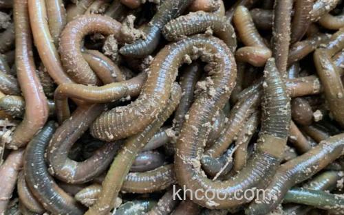 蚯蚓_3