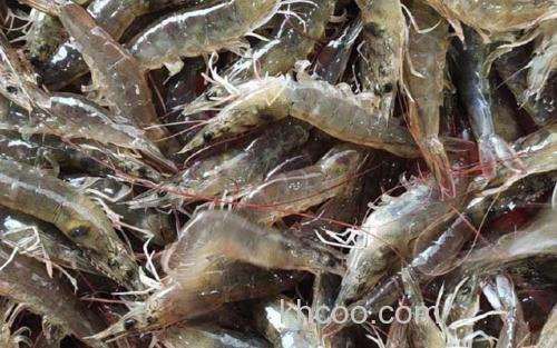海虾_2