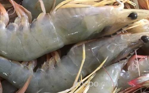 南美白对虾_1